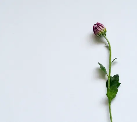 A single budding flower set against a light gray background